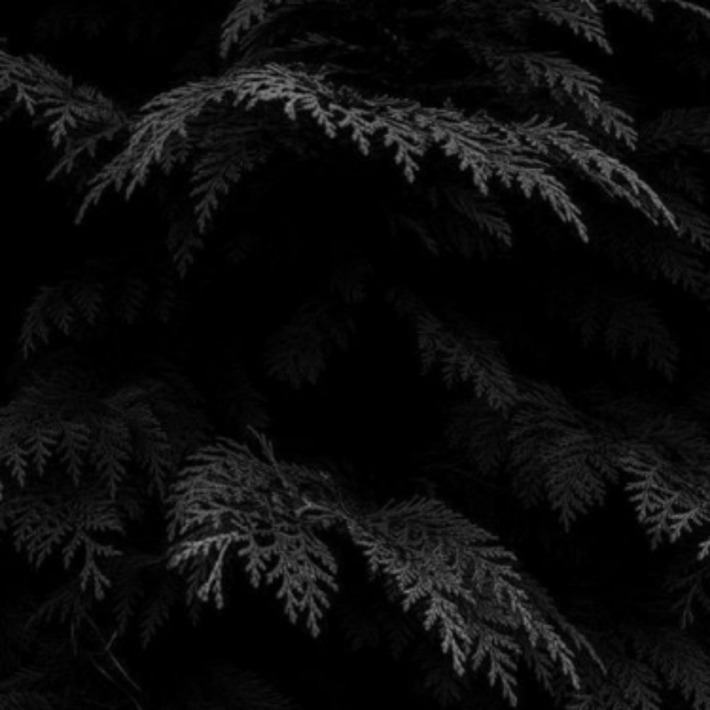 Meet your Posher, Alisa